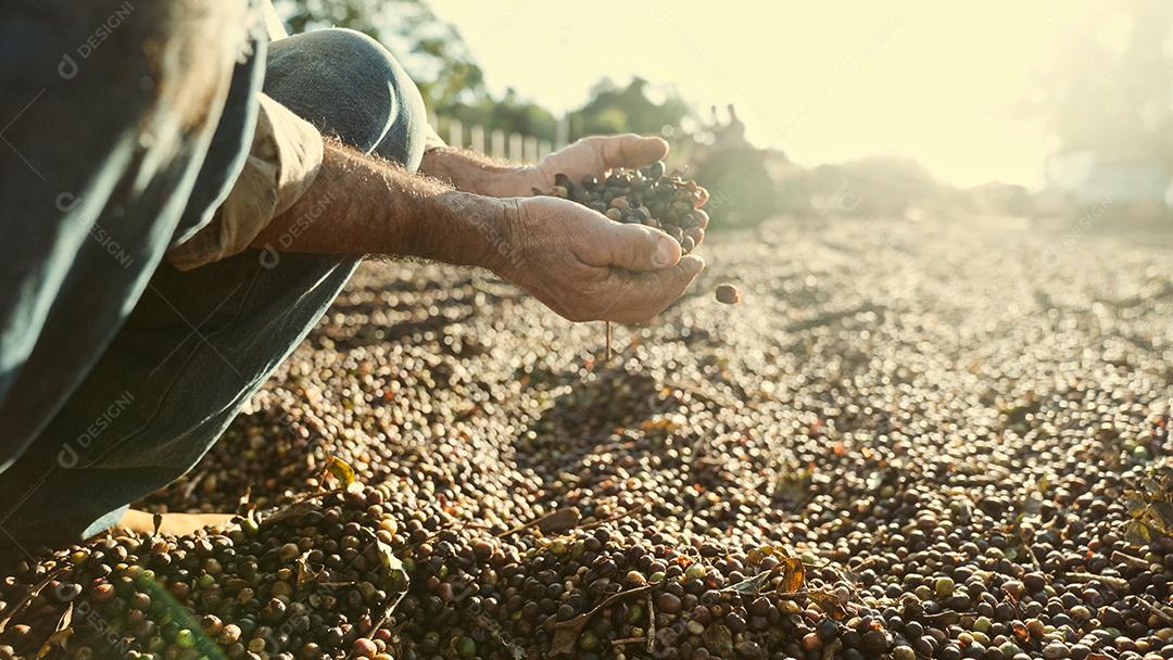 Agricultor latino mostrando pegou grãos de café vermelhos nas mãos. Café