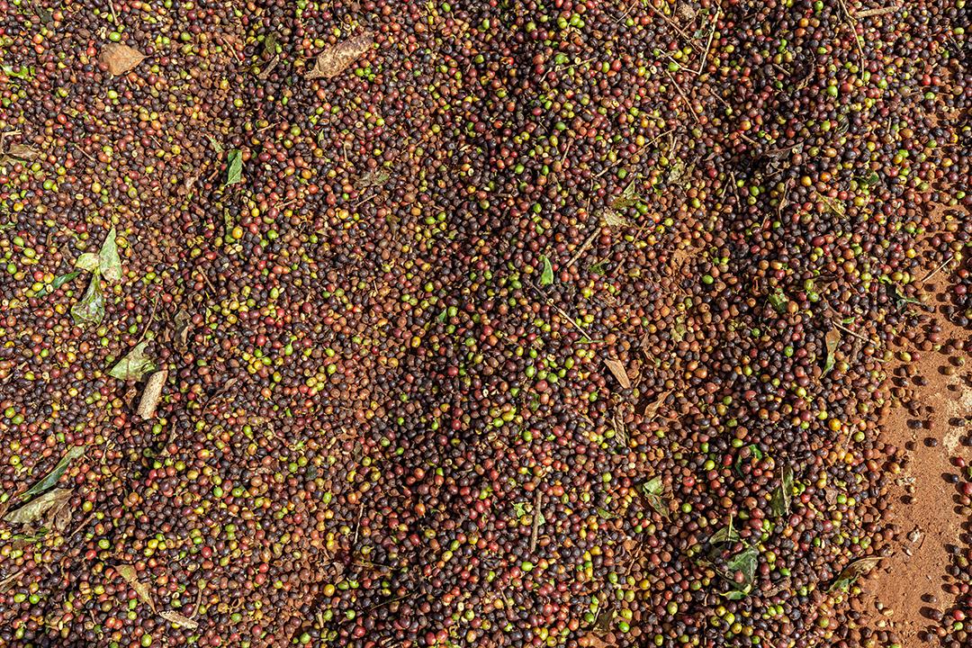 Terraço do café. Grãos de café sendo processados, secando o café,