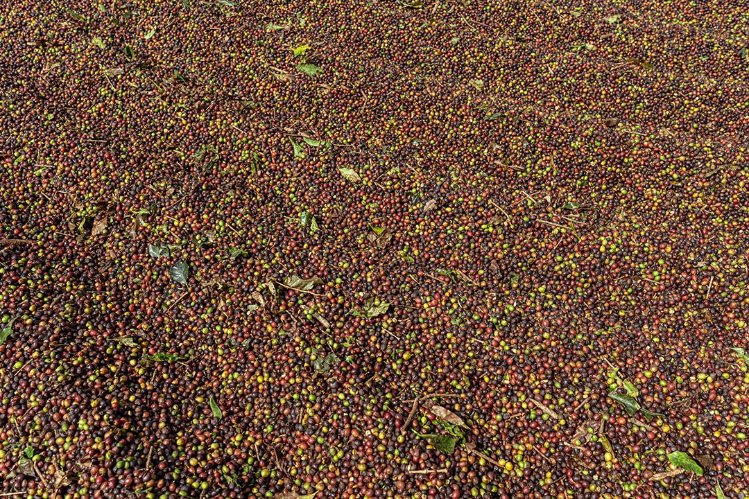 Terraço do café. Grãos de café sendo processados, secando o café,