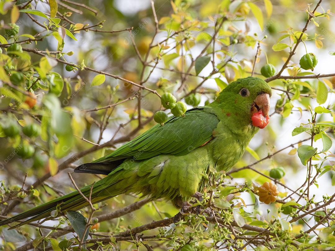 Periquito-de-encontro-amarelo
