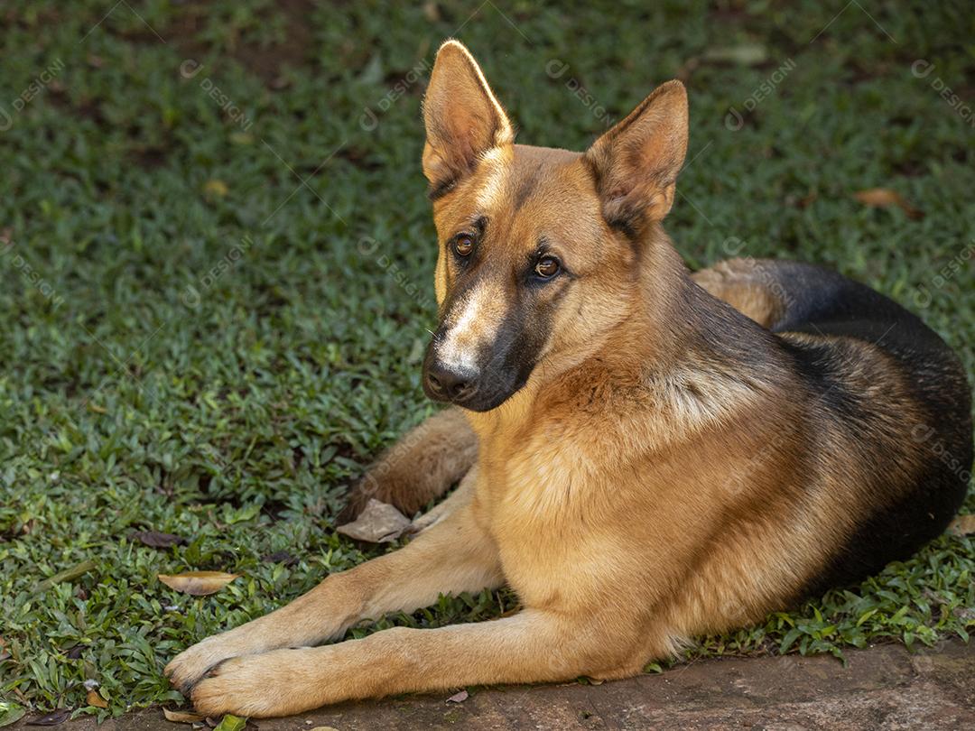 cachorro descançando em durante o dia