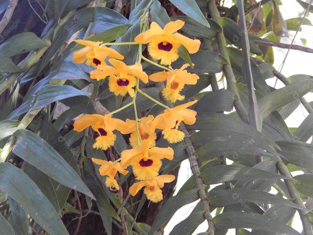 Dendrobium Fimbriatum - Pré-adulta