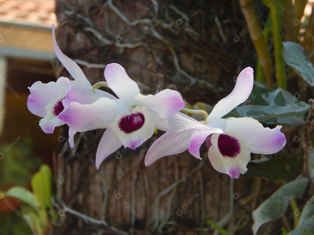 Dendrobium parishii
