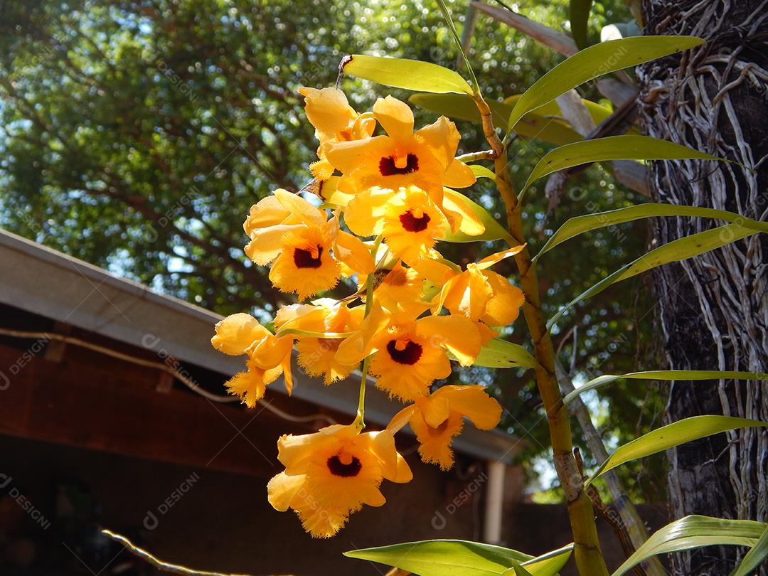 Dendrobium fimbriatum