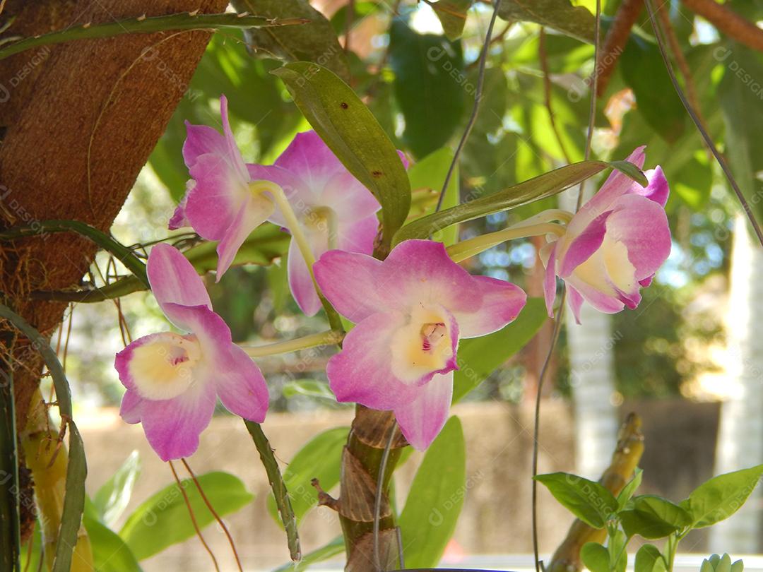 Phalaenopsis schilleriana