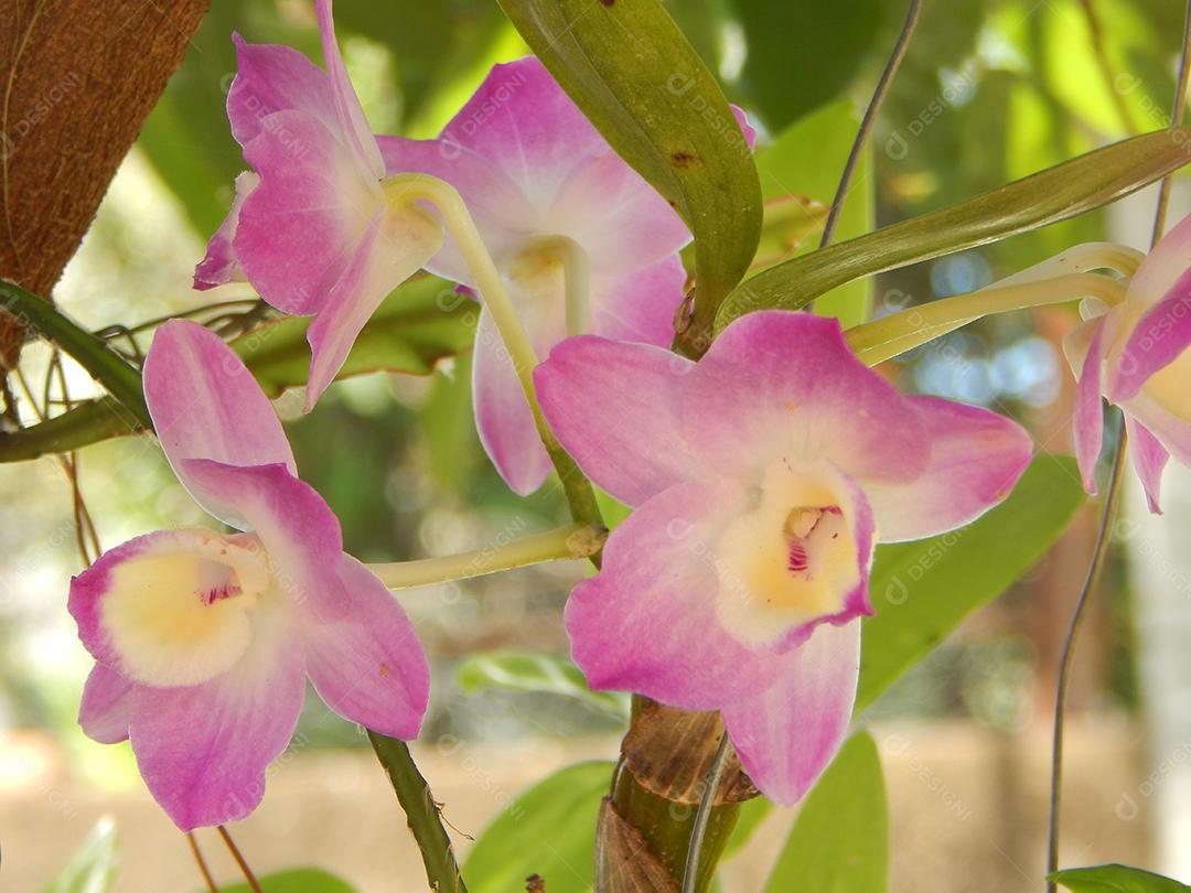 Phalaenopsis schilleriana