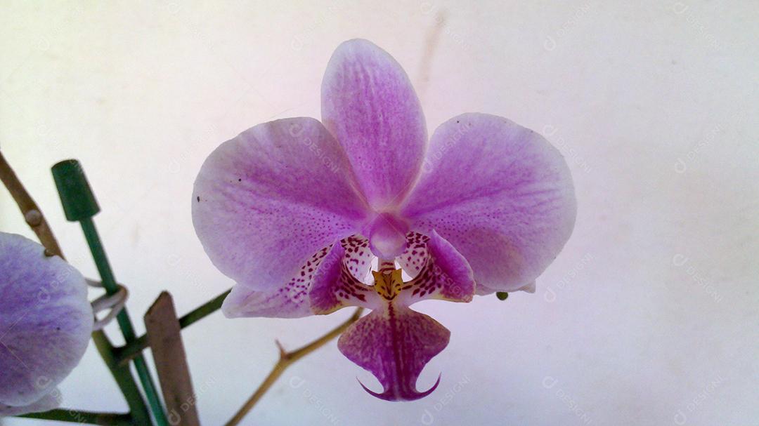 Phalaenopsis schilleriana