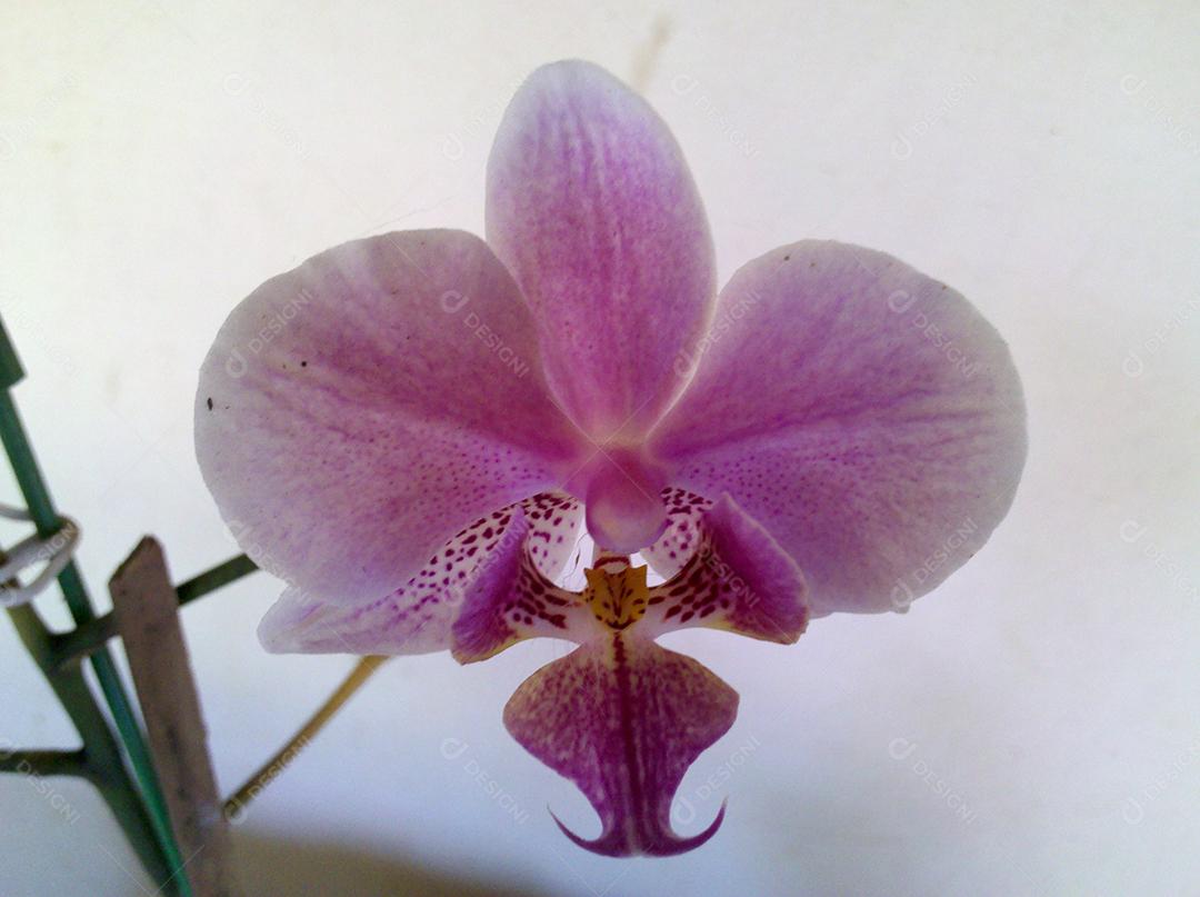 Phalaenopsis schilleriana