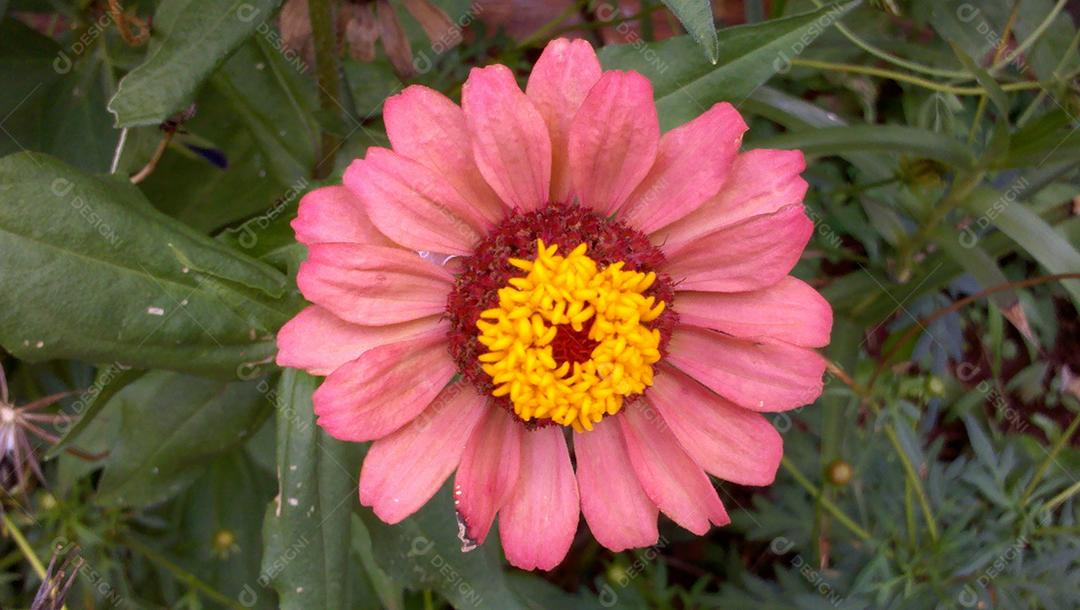 Zinnia elegans (Zinnia)