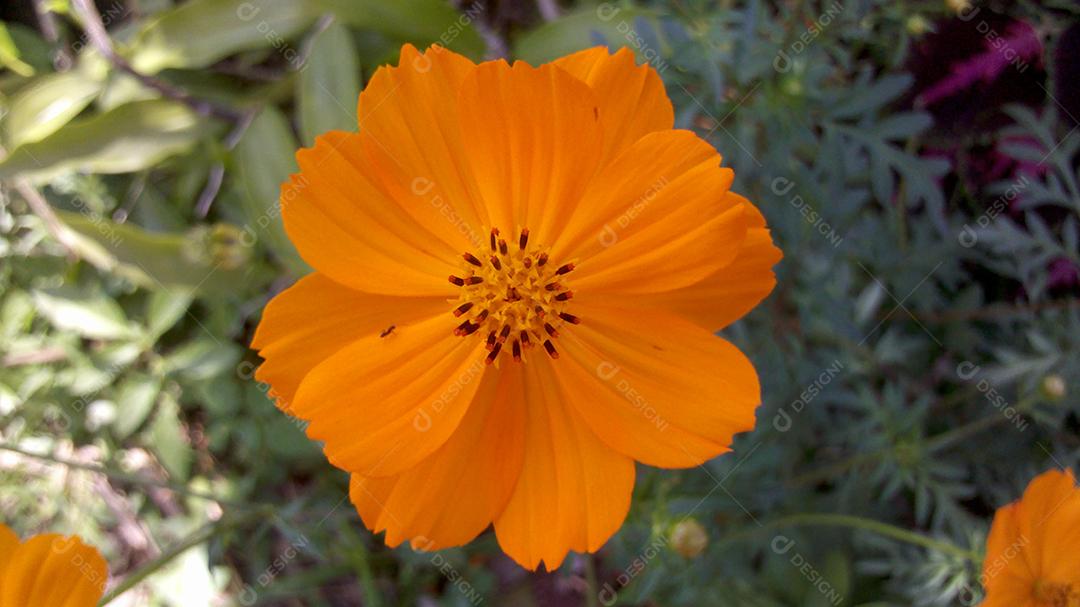 (Cosmos sulphureus)