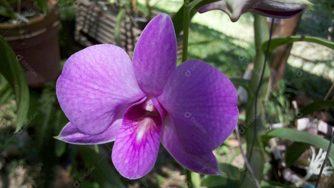 Dendrobium bigibbum