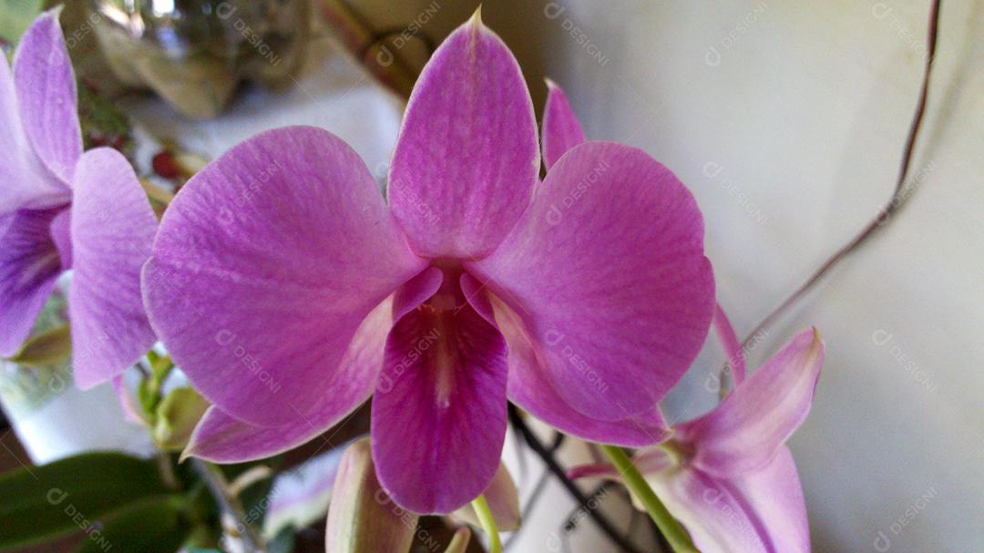 Dendrobium bigibbum