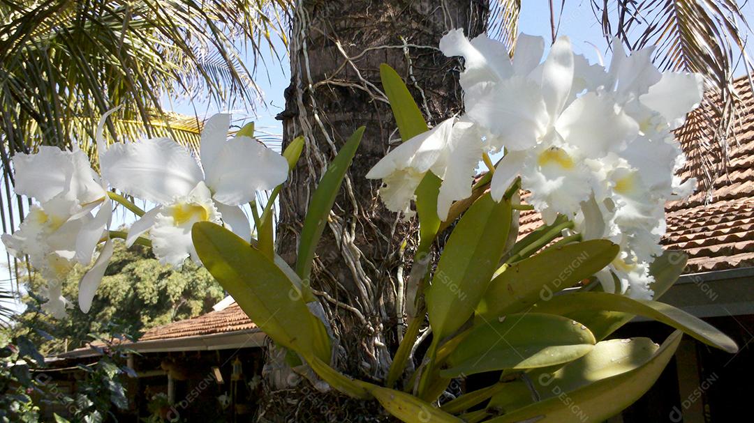 Cattleya labiata