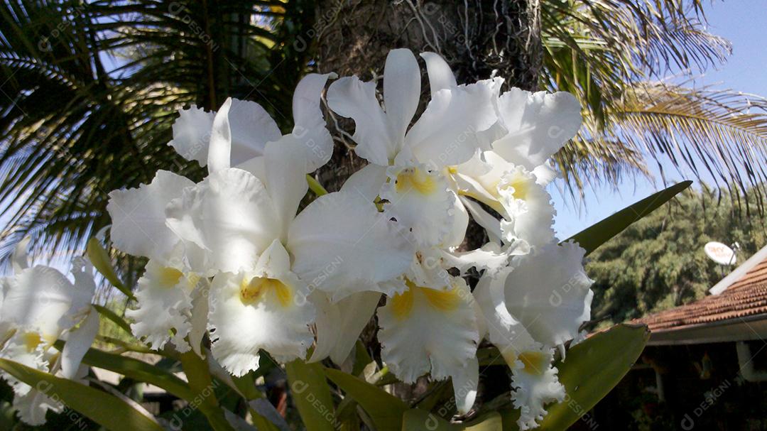 Cattleya labiata
