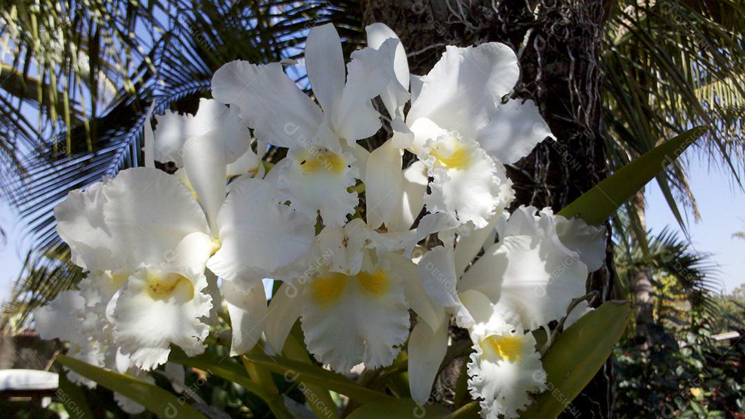 Cattleya labiata