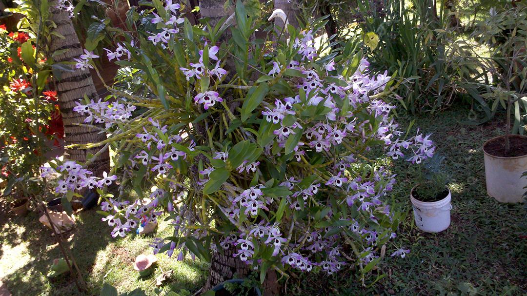 Dendrobium lituiflorum