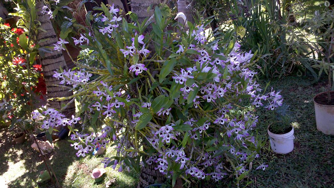 Dendrobium lituiflorum