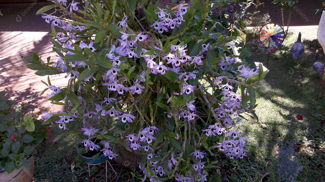 Dendrobium lituiflorum