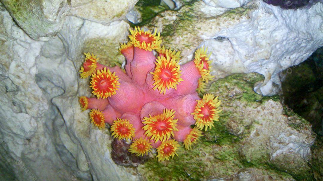 Coral invasor da costa brasileira