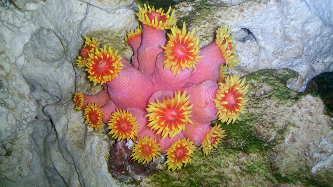 Coral invasor da costa brasileira