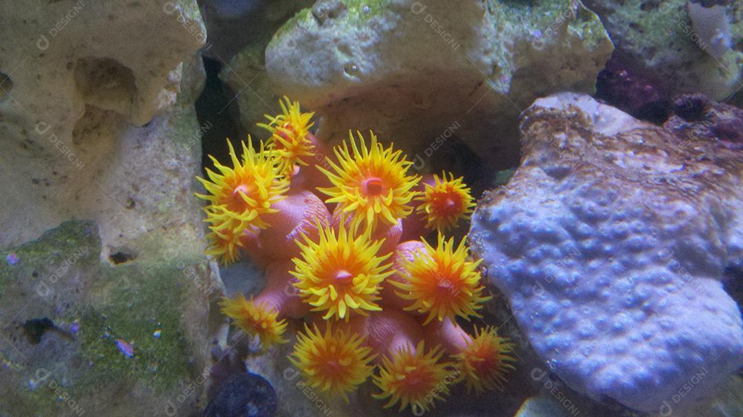 Coral invasor da costa brasileira