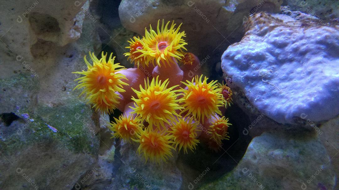 Coral invasor da costa brasileira