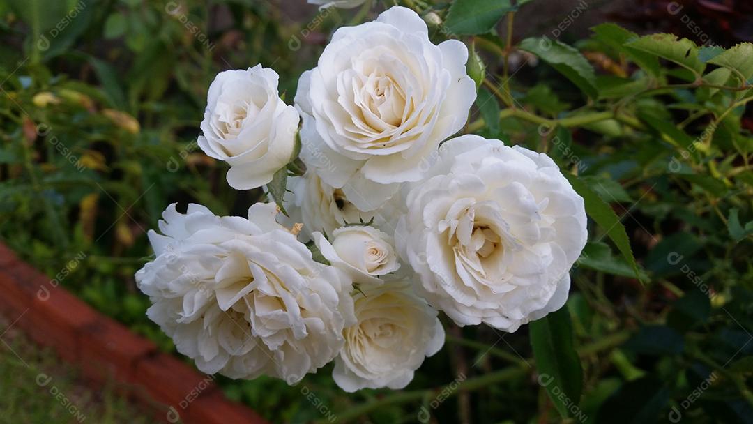 Rosa ‘Kristall’