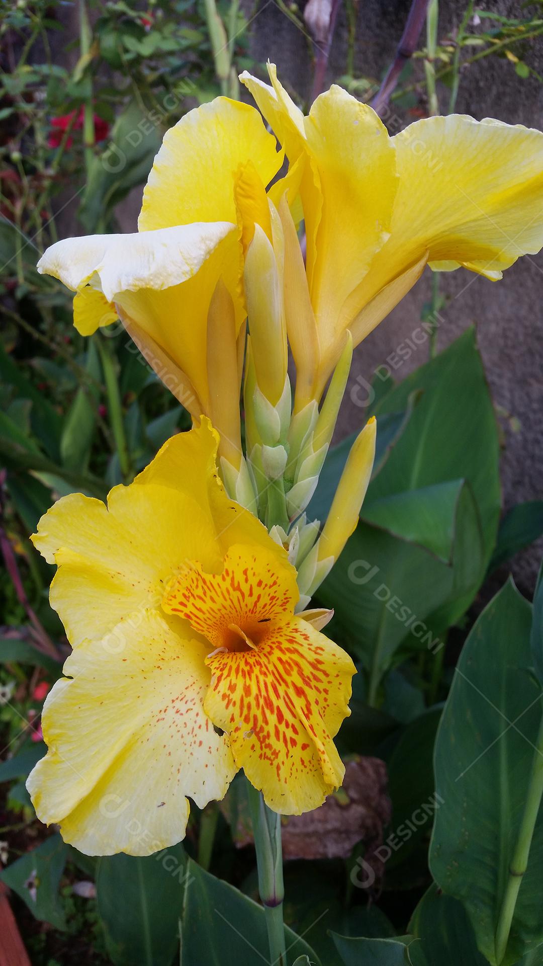 Canna ʽYellow King Humbert
