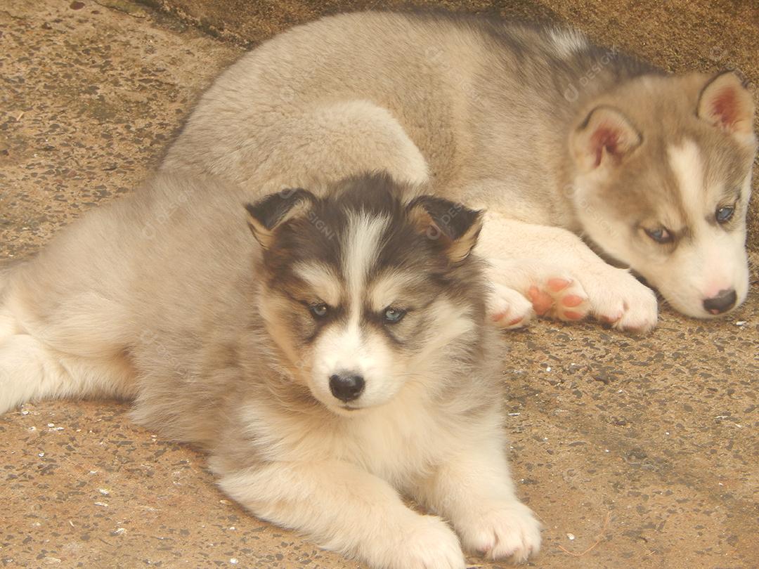 Husky siberiano