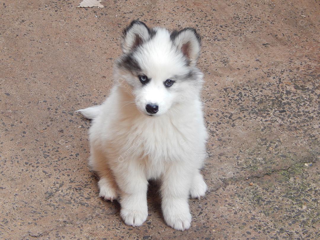 Husky siberiano