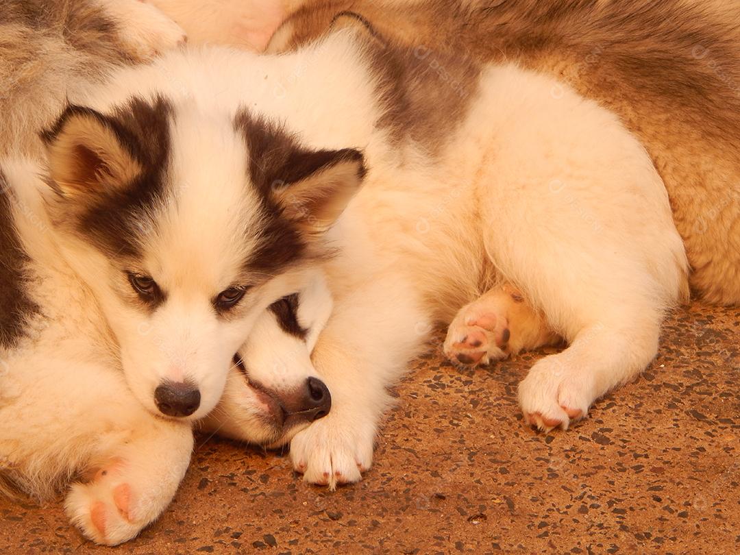 ED01DSCN1388.JPGHusky Siberiano