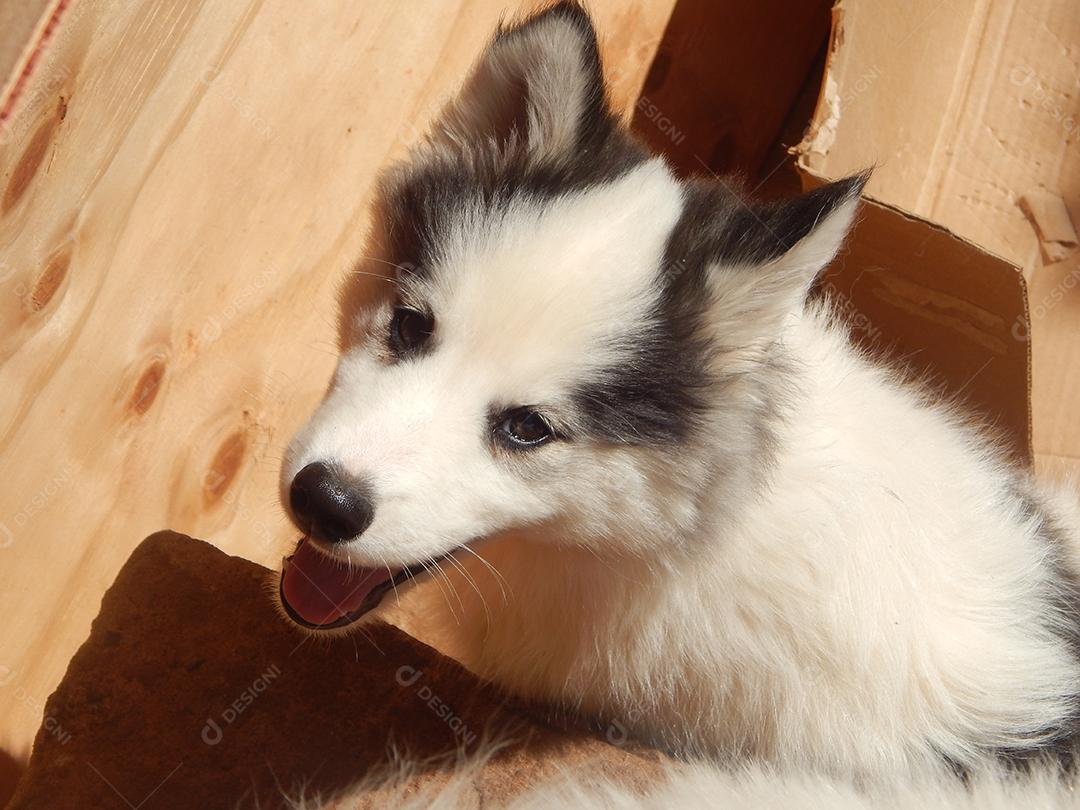 Husky Siberiano