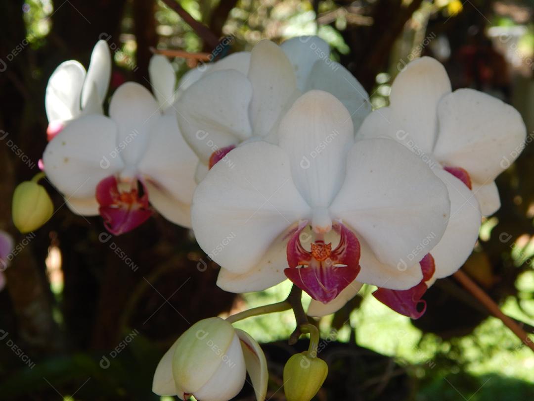 Phalaenopsis amabilis