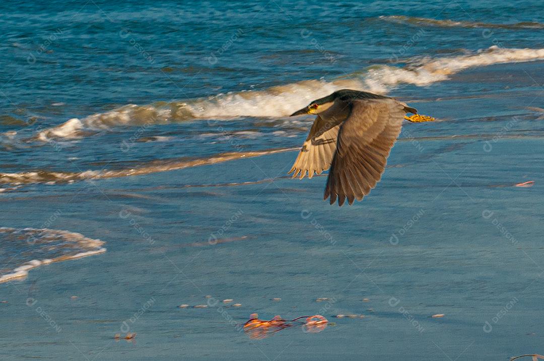 Gaivota voando sobre mar praia passaros aves