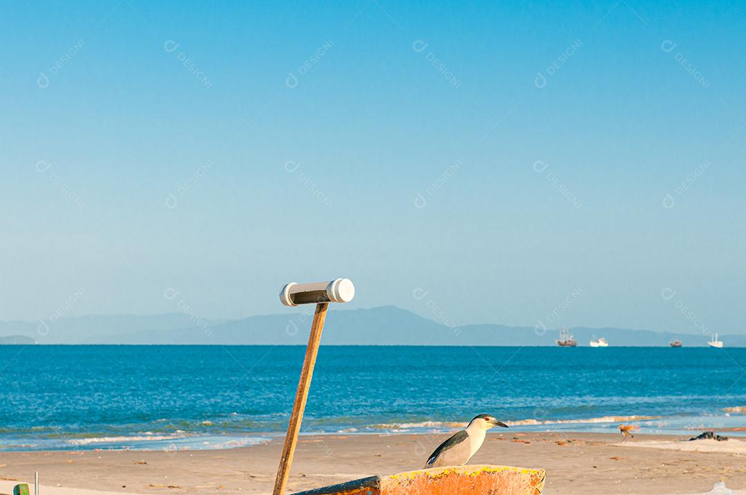 Gaivota voando sobre mar praia passaros aves