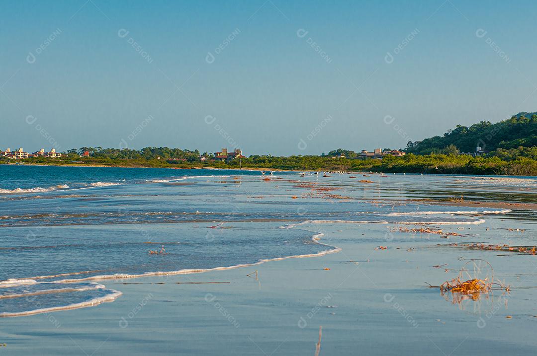 Paisagem ondas mar praia floresta