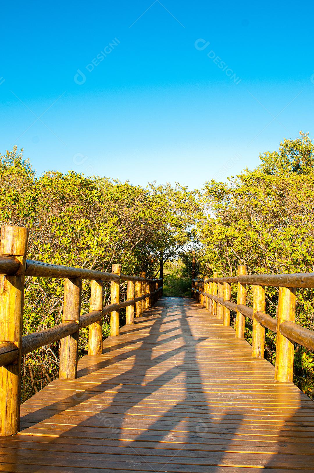 Paisagem passarela travesias sobre floresta