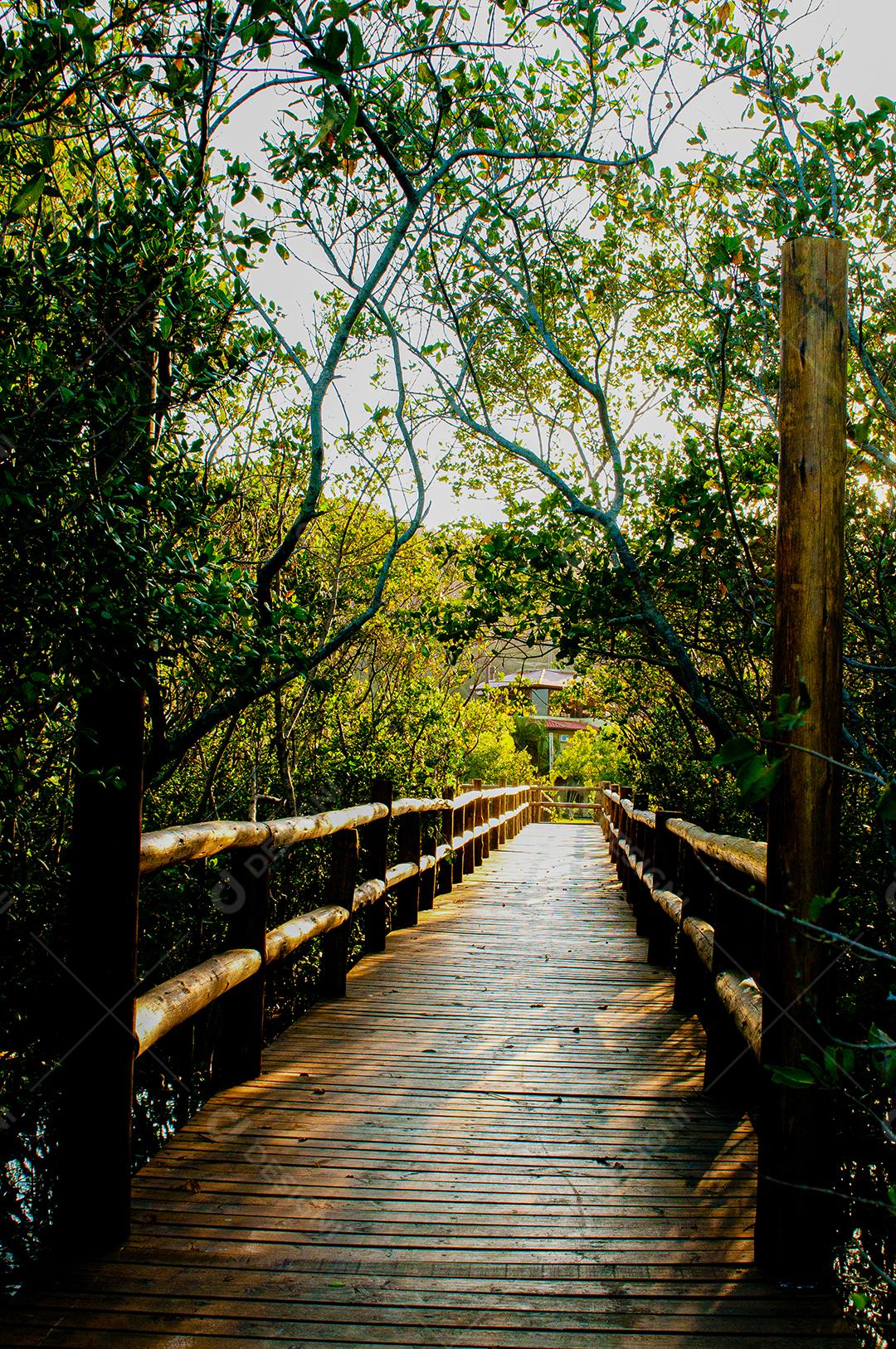 Paisagem passarela travesias sobre floresta