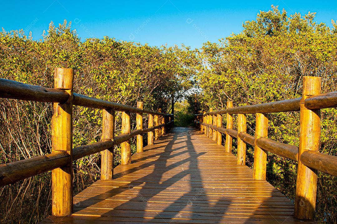 Paisagem travesias floresta fotos imagem