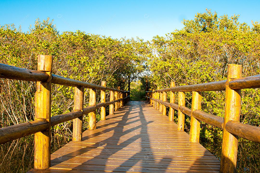 Paisagem passarela travesias sobre floresta