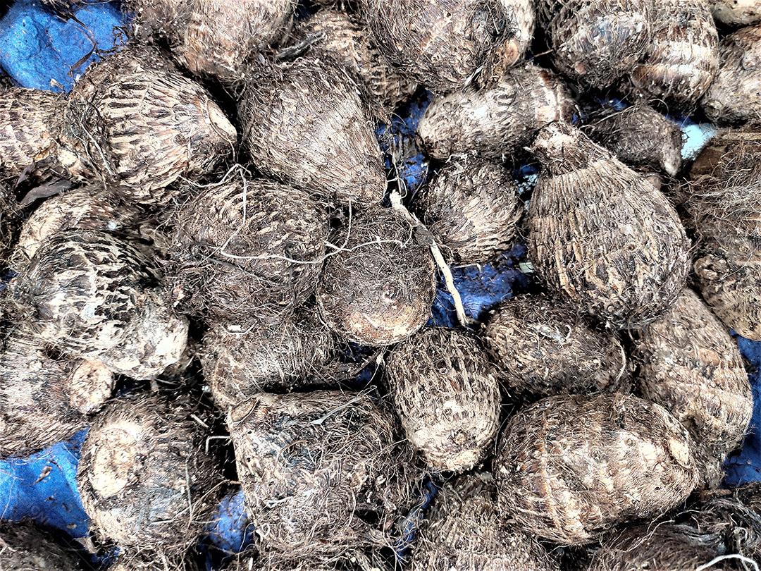 Fruta coco sobre pratileiras de mercado supermercado