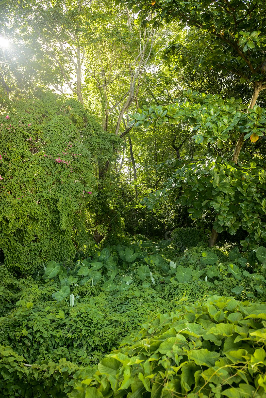 Floresta com varias plantas na folhagem de inverno