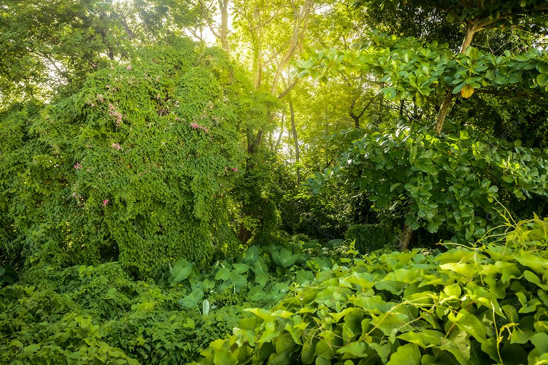 Floresta com varias plantas na folhagem de inverno