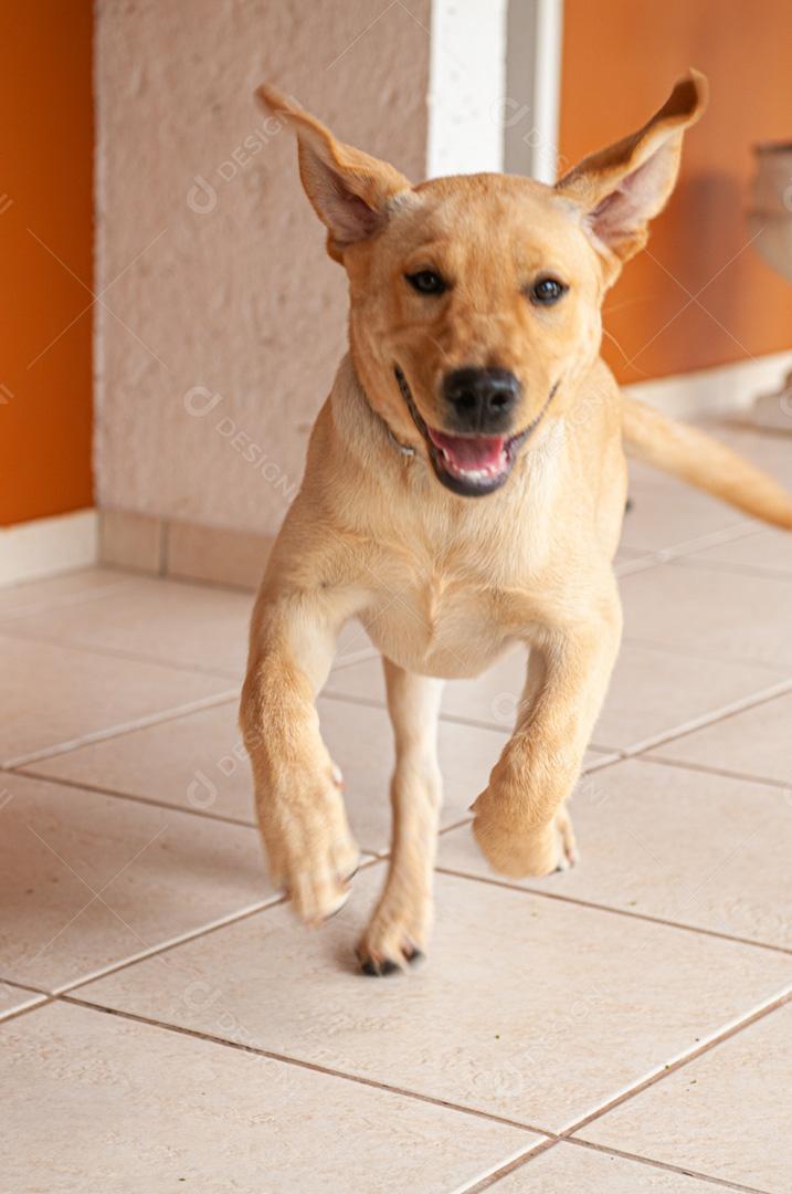 Cachorro animal andando pela casa