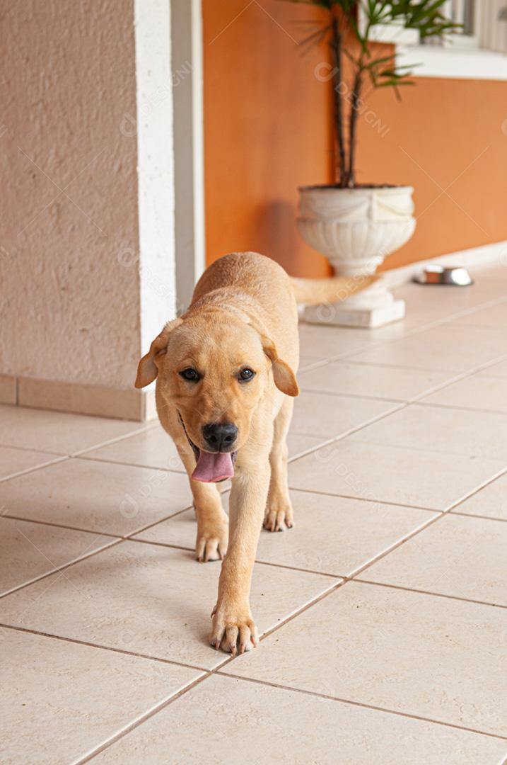 Cachorro animal andando pela casa