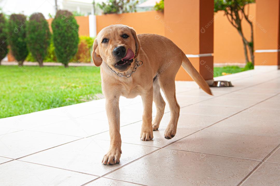 Cachorro animal andando pela casa