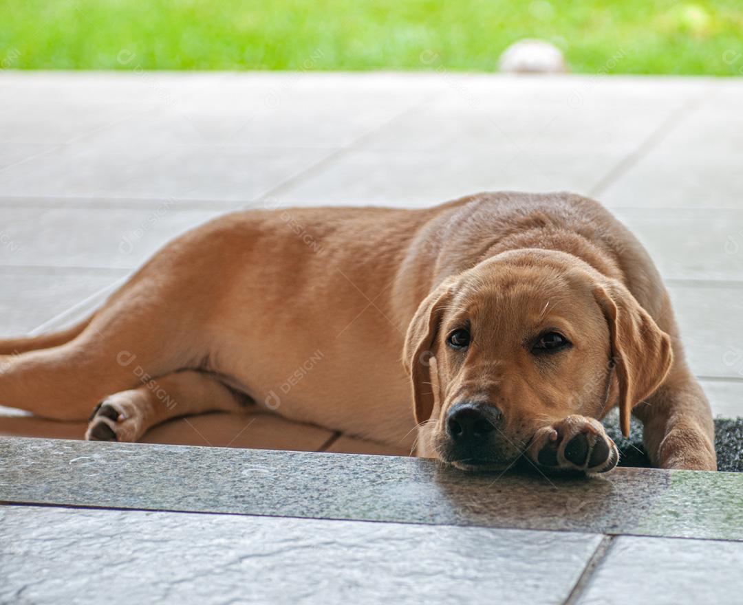 Menino com Cachorro no colo