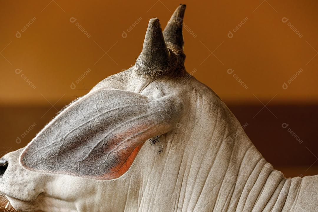 boi de cor branca nelore