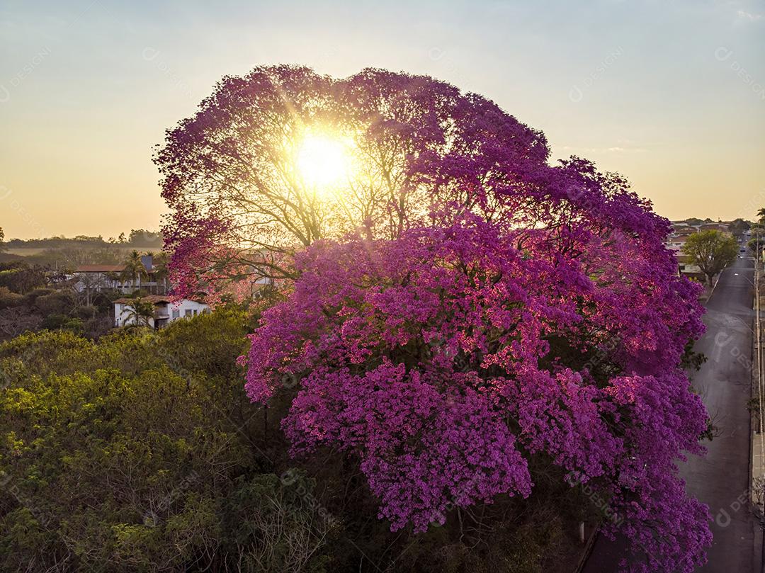 Árvore de Ipê roxo