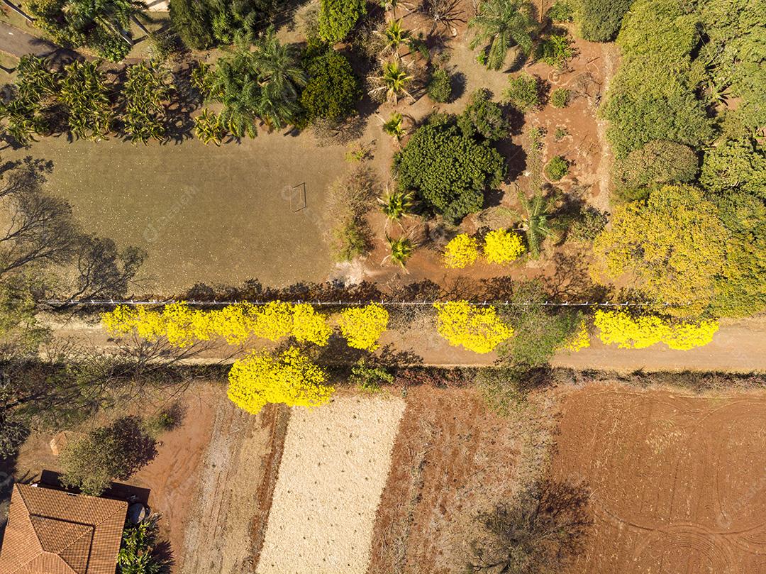 Árvore de Ipê amarelo em estrada